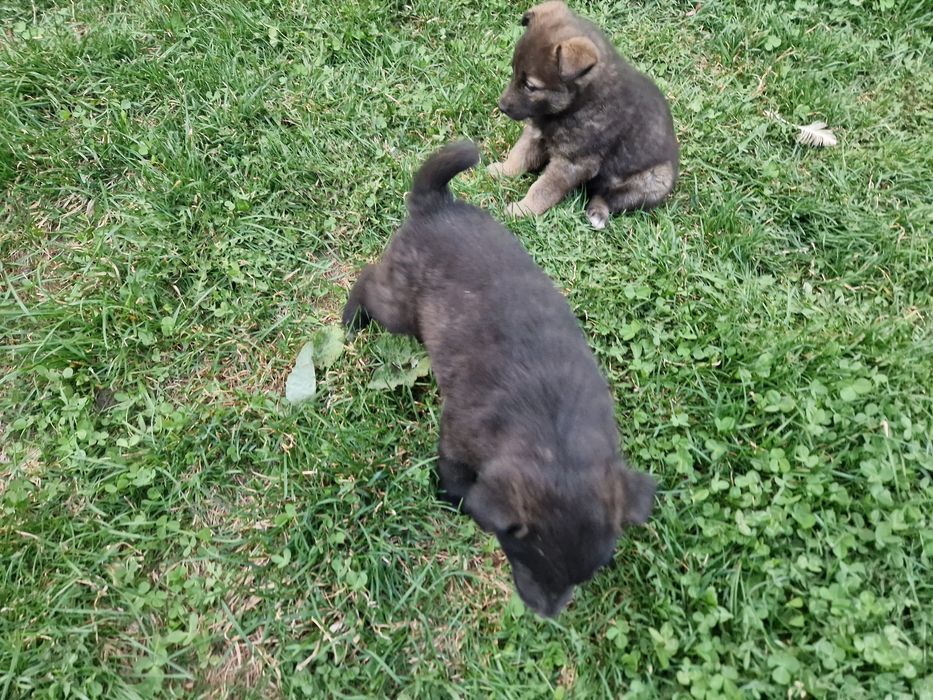 Щенки лайки 1.5 месяц