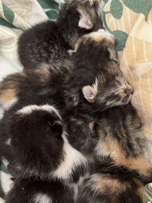 Котята маленькие