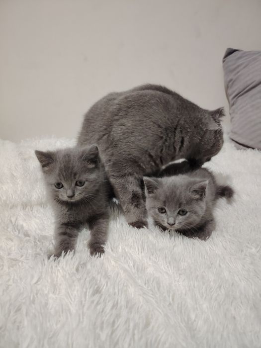 Шотландские котята