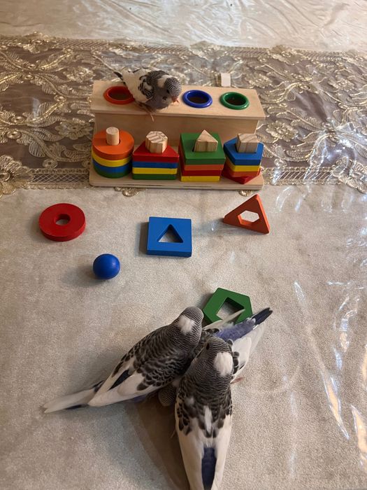 Popugay Волнистый Ruchnot to’tiqush Valnistiy