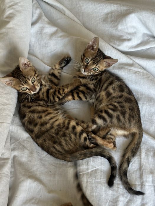 Продам девочку бенгала