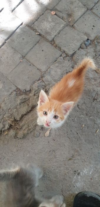 Отдам котят даром