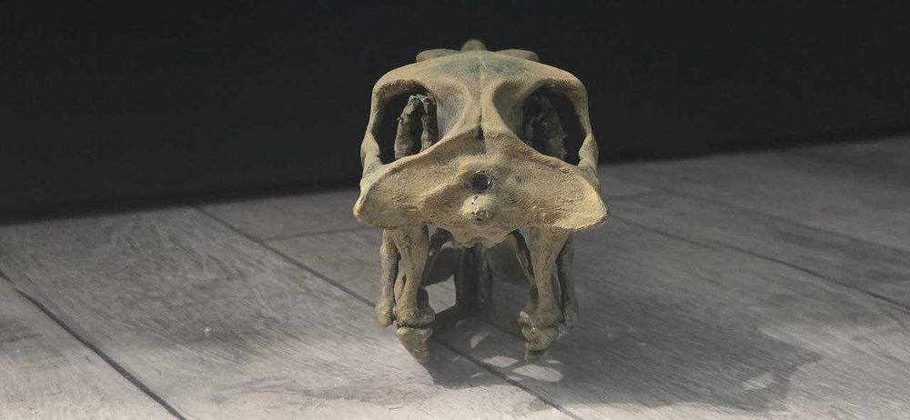 1:1 реплика на череп на велоцераптор фосил - velociraptor mongoliensis