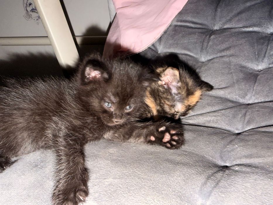три котеночка в добрые руки
