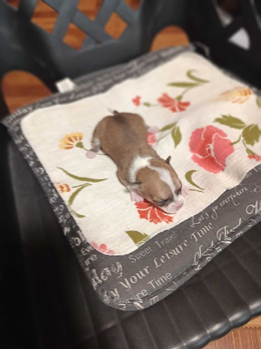 чихуахуа две момиченца и едно момченце