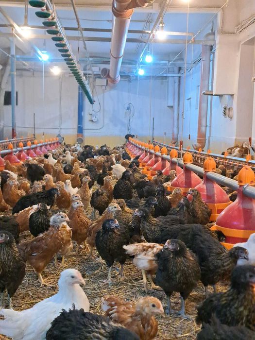 Vand puicute ouatoare Babolna  HU, 8 saptamani, vaccinuri la zi.