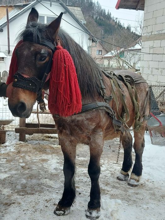 De vânzare cal castrat