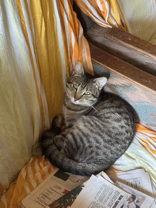 Котик 8 месяцев ищет дом,кастрауию обеспечим