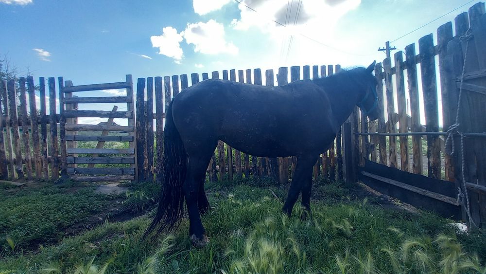 Семыз бие сатам қысыр 600