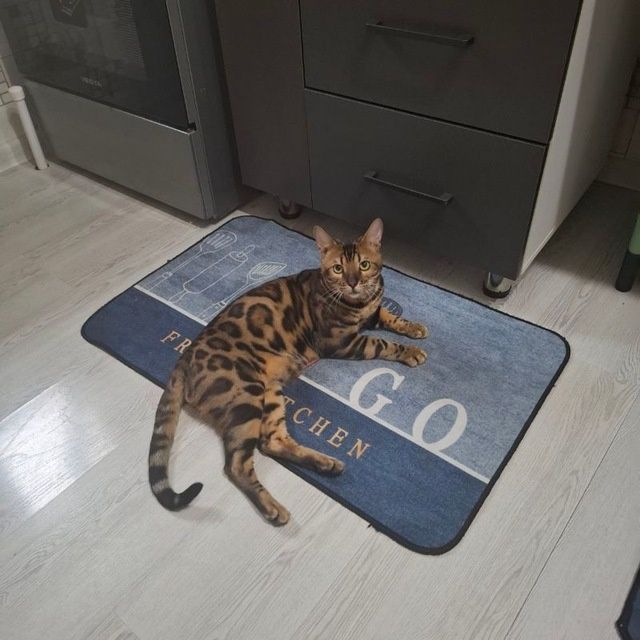 Бенгальская кошечка продаётся в любимцы