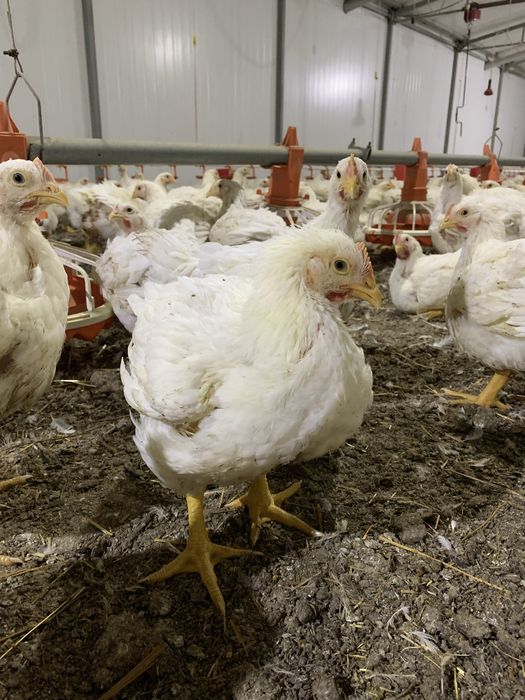 Куры,Бройлеры,Мясо