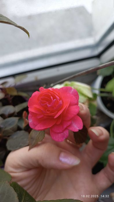 Укорененные черенки бальзамина