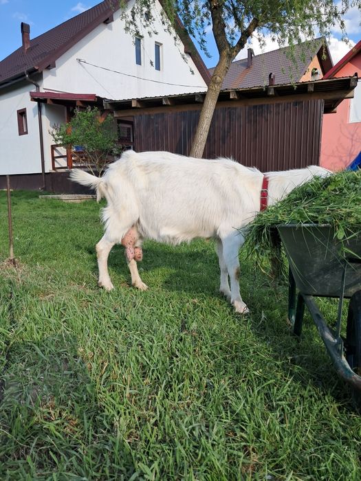 Vând capră albă de banat forte bună de lapte