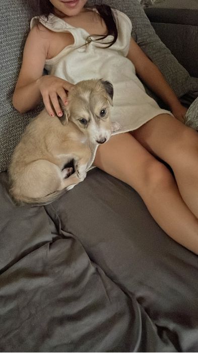 Отдам щенка бесплатно