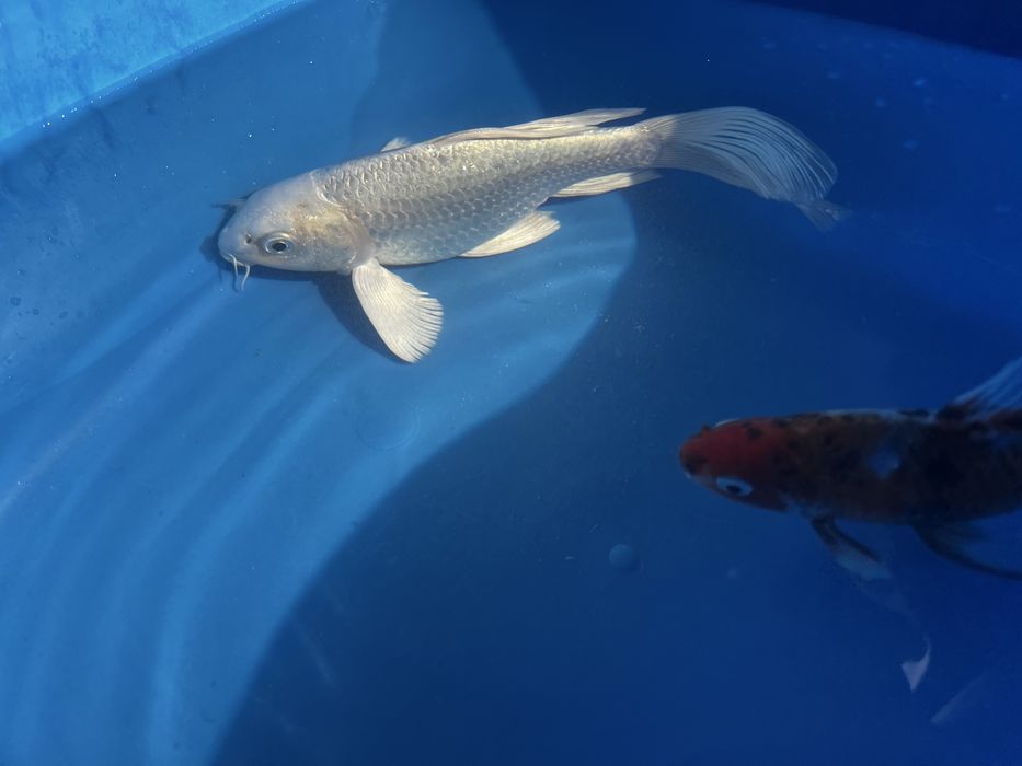 Koi balig’i sotiladi