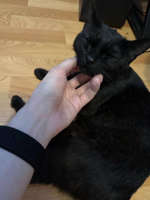 Ищет дом ласковая кошечка Луна