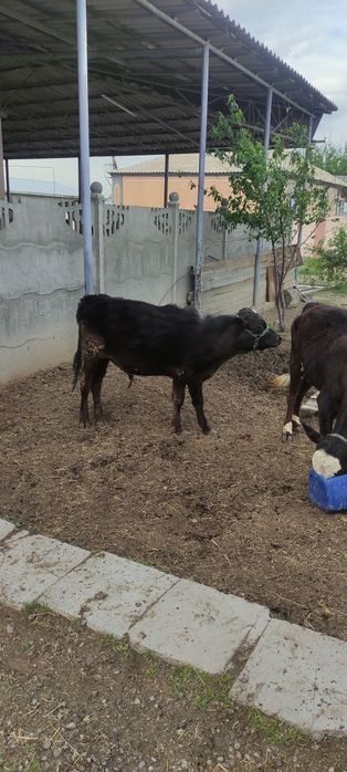 Бычок 1.2 месяца