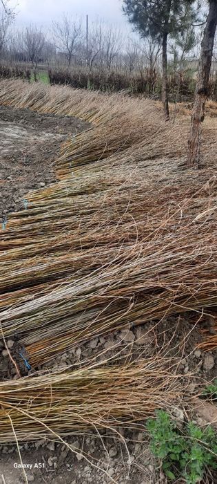 Tut kuchatlari sotiladi 1metrdan 4metrgacha