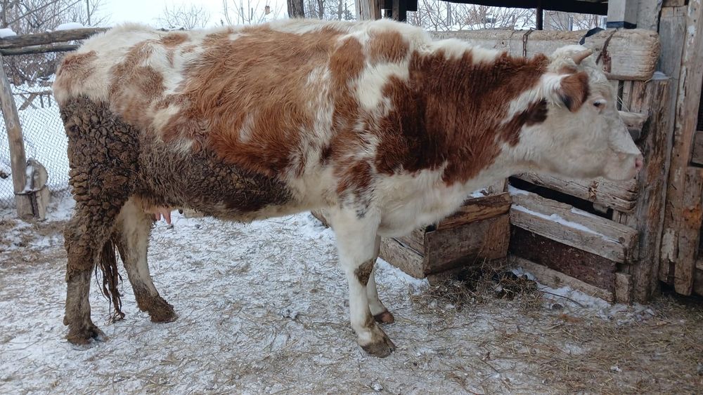 Сиыр сатылады кабарласамыз