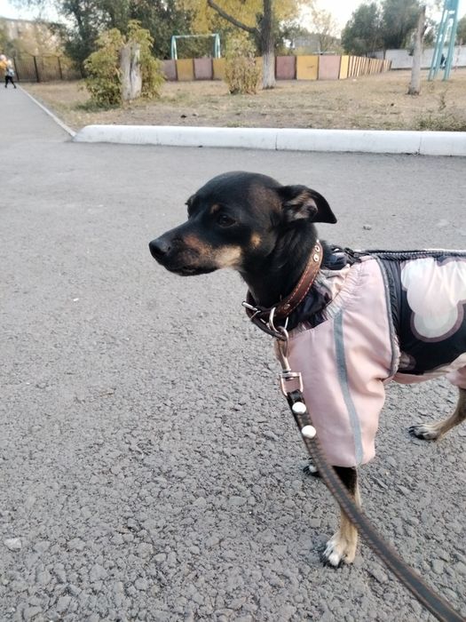 Ищу собачку, той-терьер