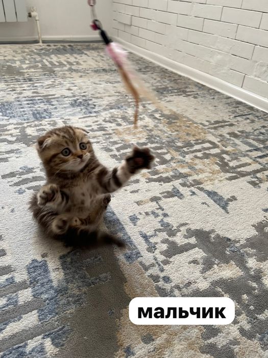 Кошка котёнок Котята