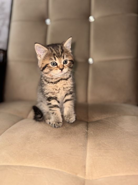 Срочно продаются котята скоттиш страйт