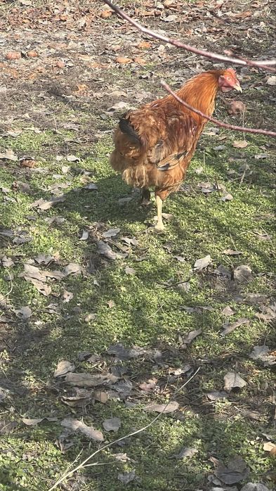 Продам курицу и петуха