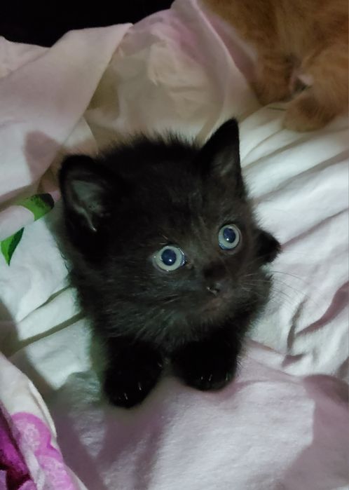 Малышечки кошечки