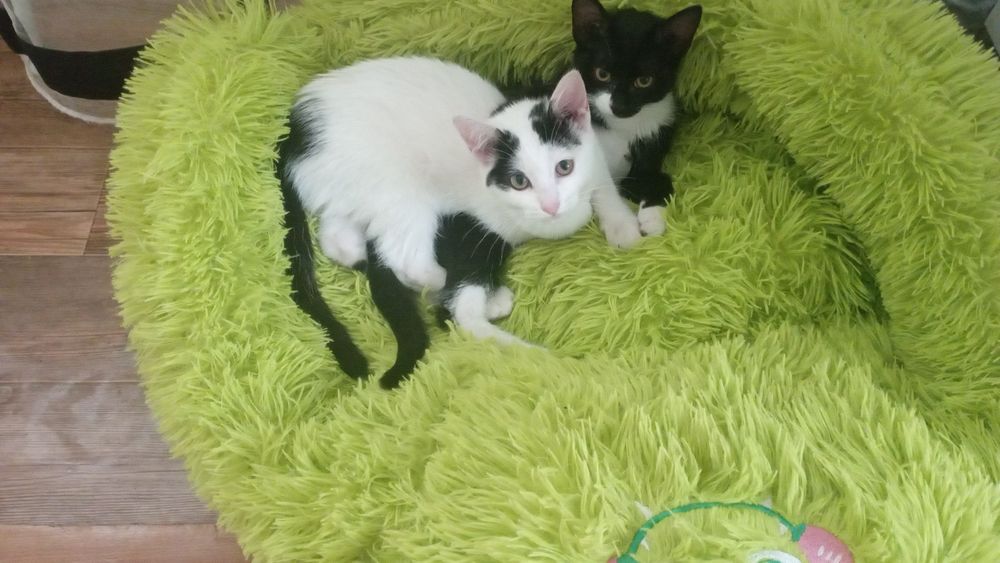Отдам котят в добрые руки.