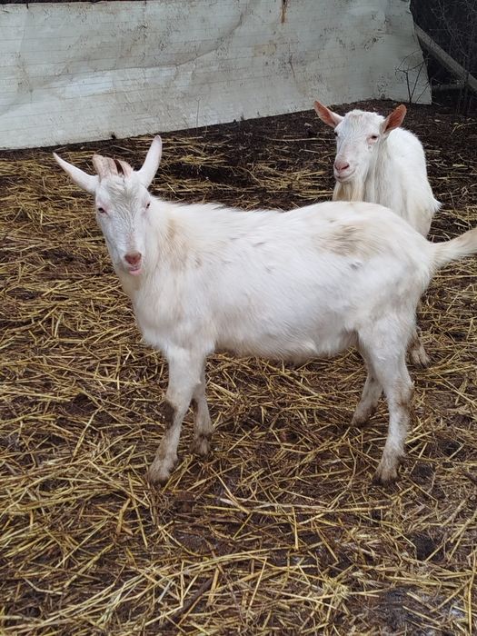 Țapi saanen de rasa