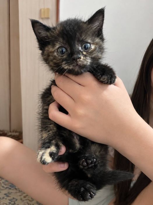 Отдам котят в добрые руки