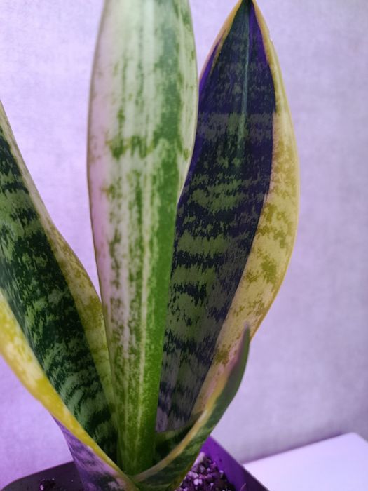 Продам сансевиерию