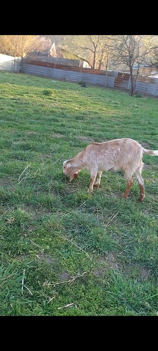 Битал шыбыш сатылады