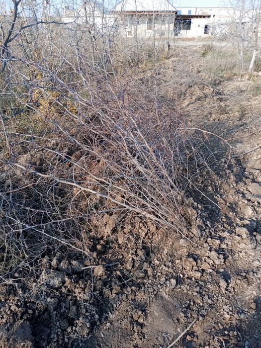 Chilonjiyda koʻchati