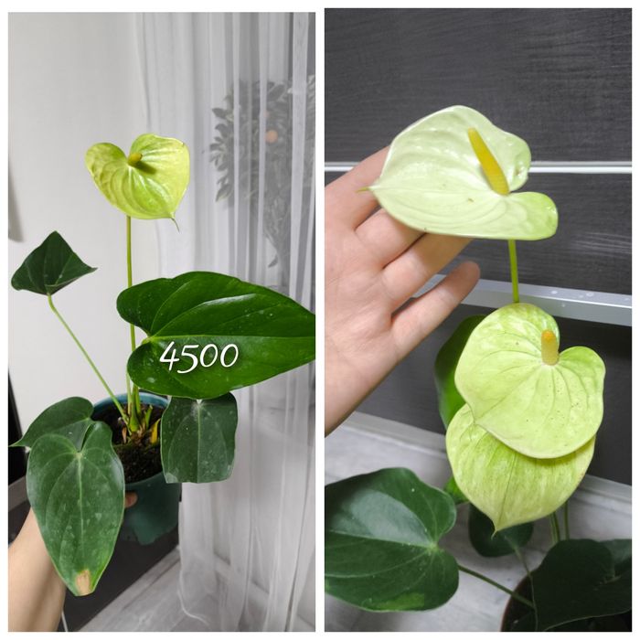 Мужское счастье антуриум сортовые