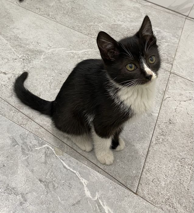 Ласковая  умная девчонка ищет дом