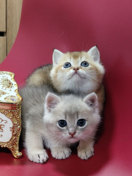 Котята на резерв шиншиллы