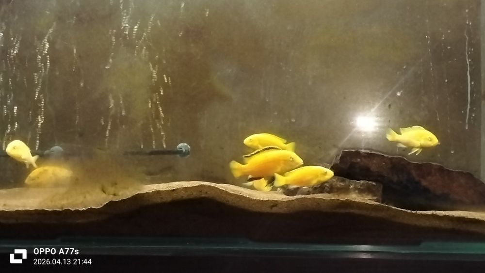 Продам рыбка еллоу