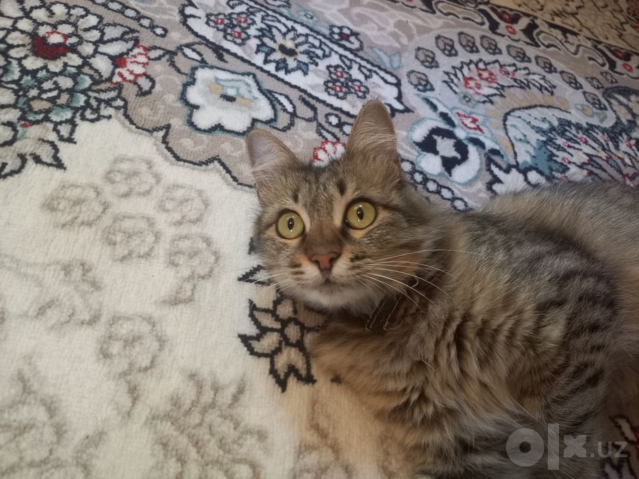 Породистая Кошка с котёнком бесплатно