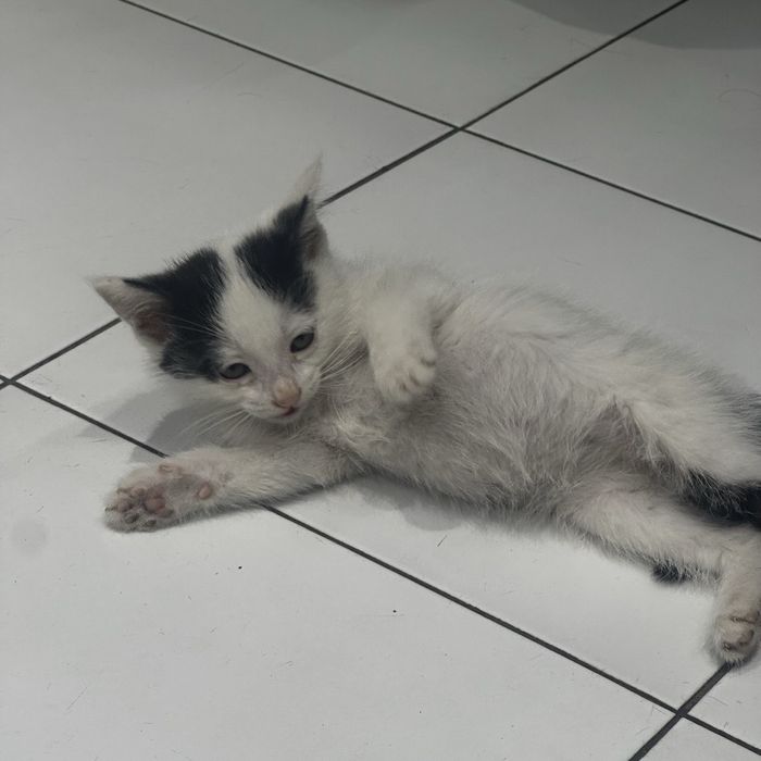 Котята домашние , Отдадим ответственным и добрым людям