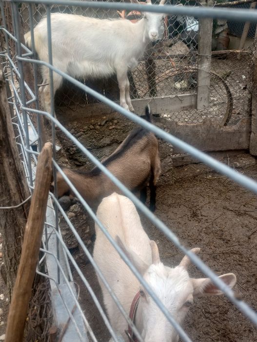 Vând 3 ieduțe din mame bune de lapte