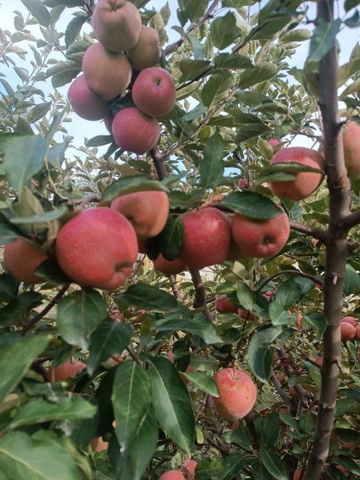 Продам сад яблоневый