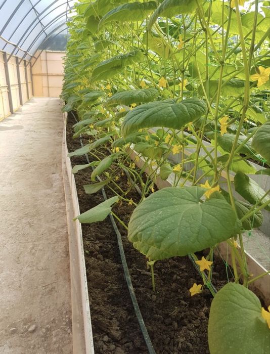 Продам теплицу 20х12