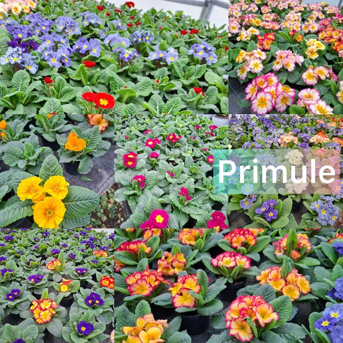 Primule la ghiveci de vanzare