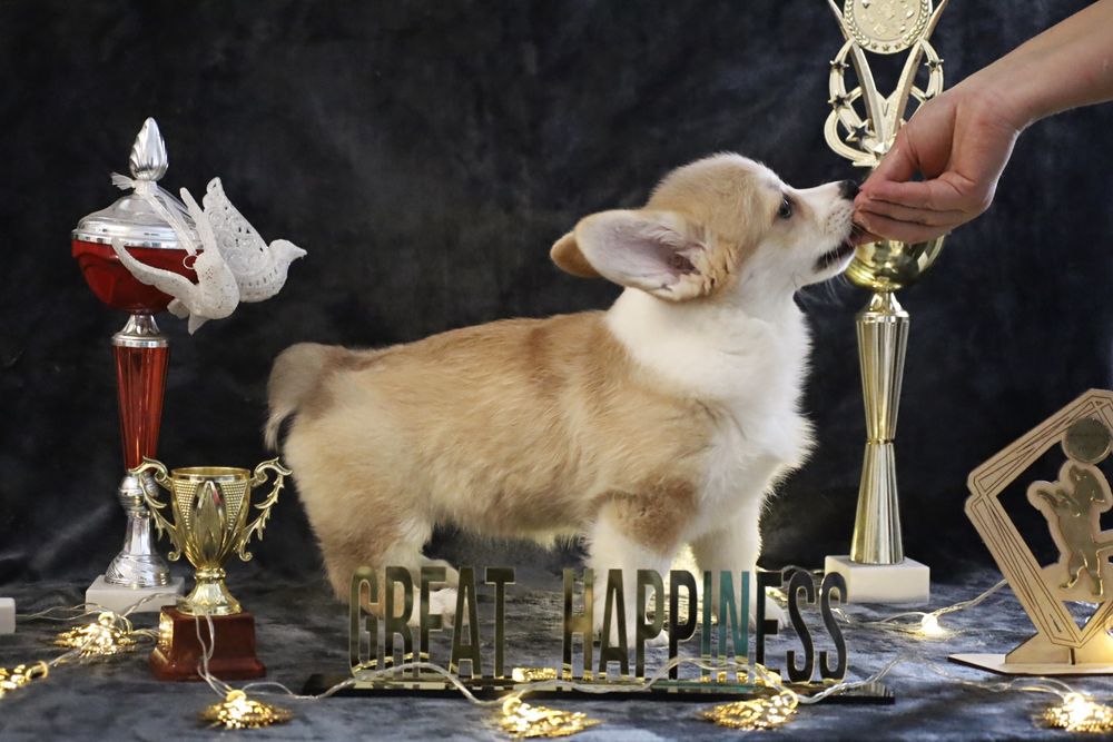 Многопрофильный питомник собак