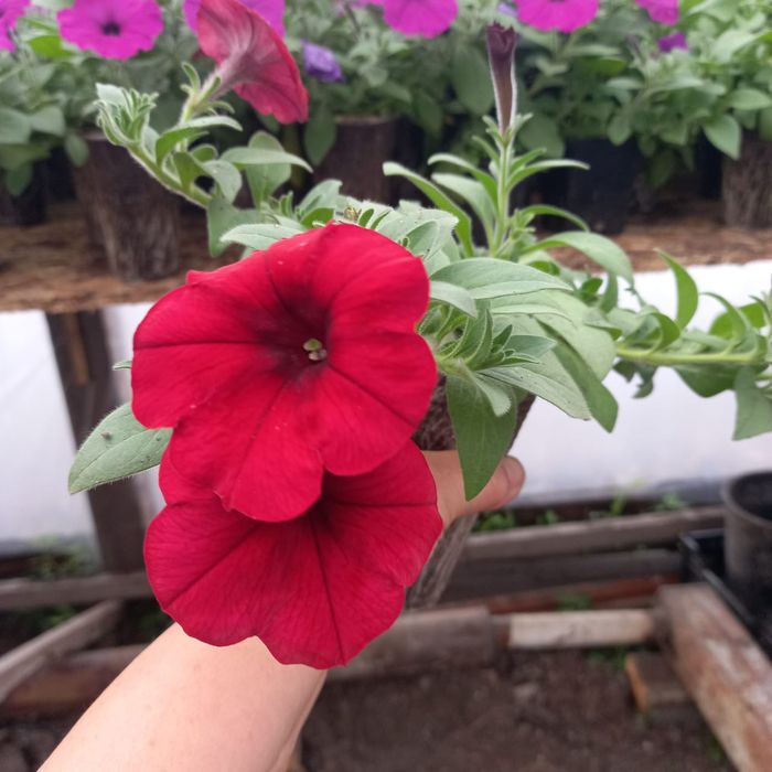 Продам рассаду из проффсемян