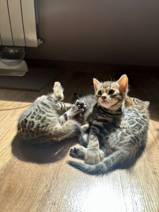 Бенгальские котята