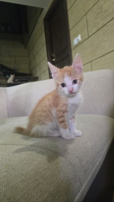 Отдадим в добрые руки Котяток