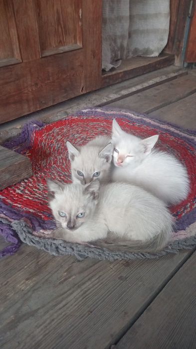 Отдам в добрые руки котят