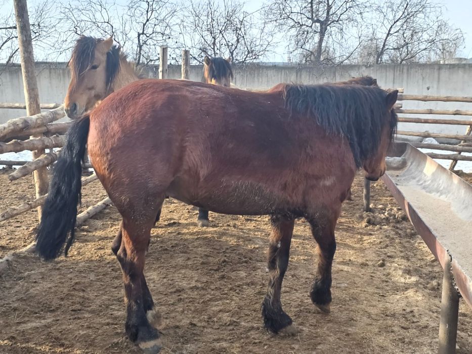 Мұғалжар айғырлар сатылады